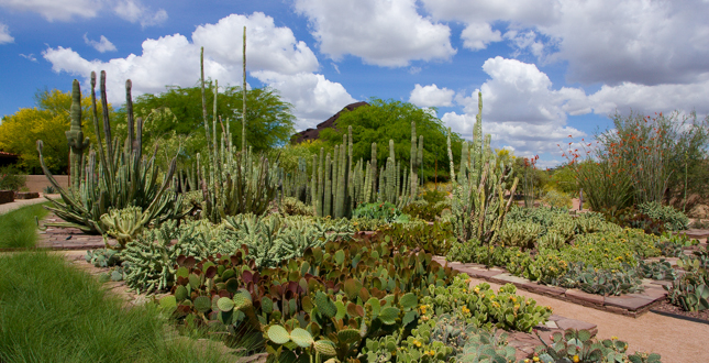 Ottosen Entry Garden, Desert Botanical Garden