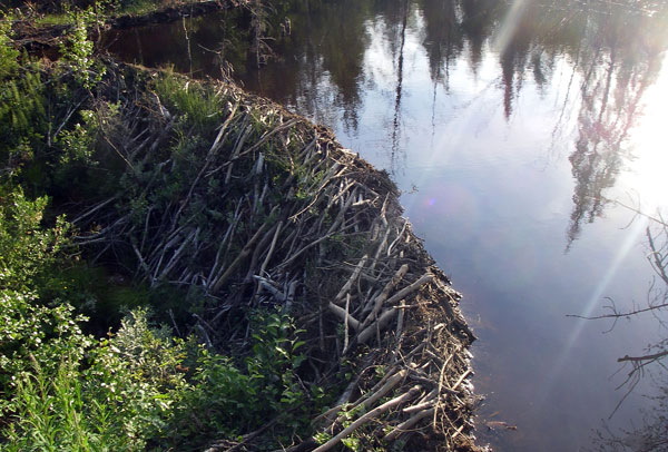 fraser_beaverdam fraser_beaverdam