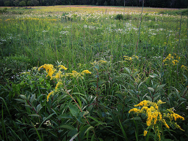 fraser_prairie fraser_prairie