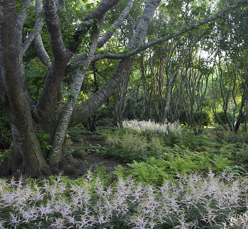productive plants page detail productive plants page detail