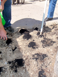 Bartlett - Biochar Bartlett - Biochar