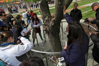 Bartlett - NYC 911 Survivor Tree Bartlett - NYC 911 Survivor Tree