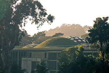 green-roof-1 green-roof-1