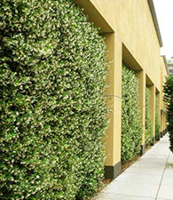 green-roof-2 green-roof-2