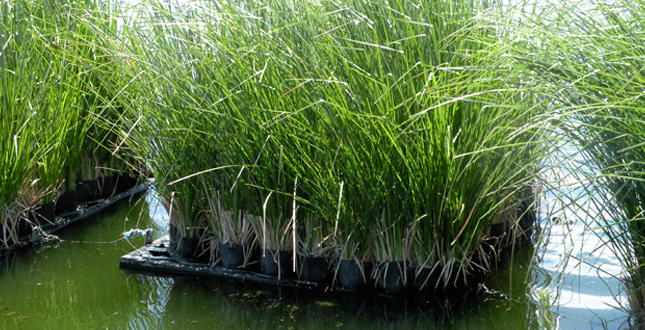 Potential Applications of the Vetiver System in the Lake Amatitlan Watershed, Guatemala