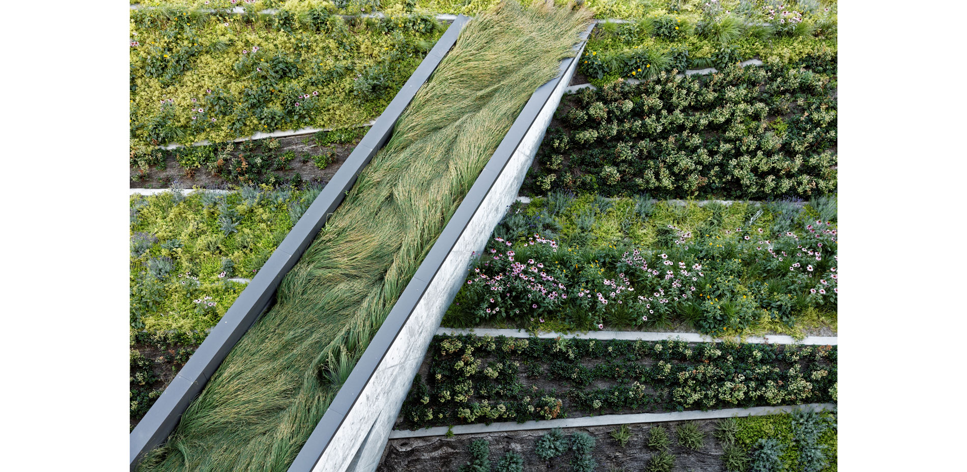 A runnel cuts through planted beds creates distinct textural patterning while managing stormwater from the building’s tower. …