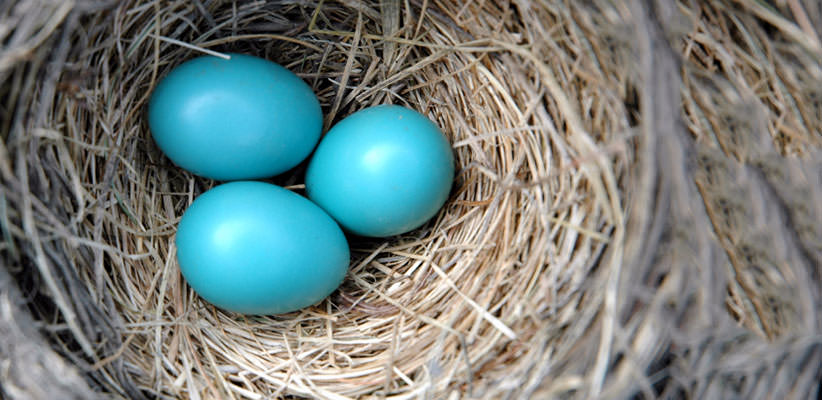 Three robin's eggs in a nest