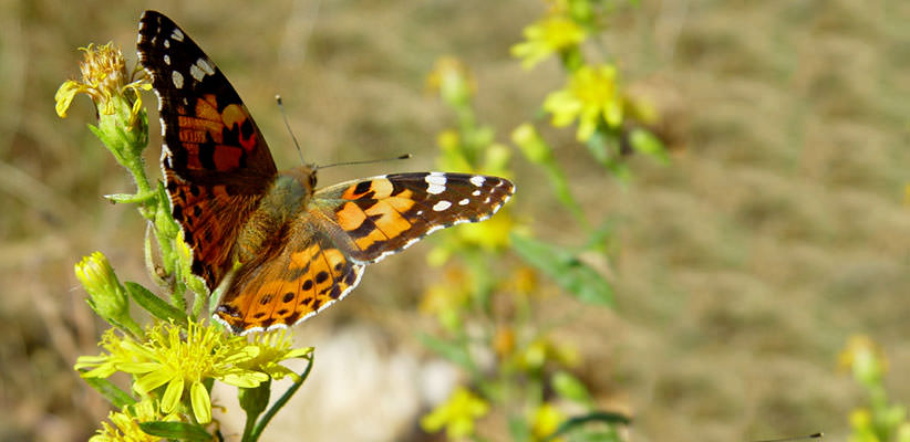 Butterfly with opened wings near a yellow flower