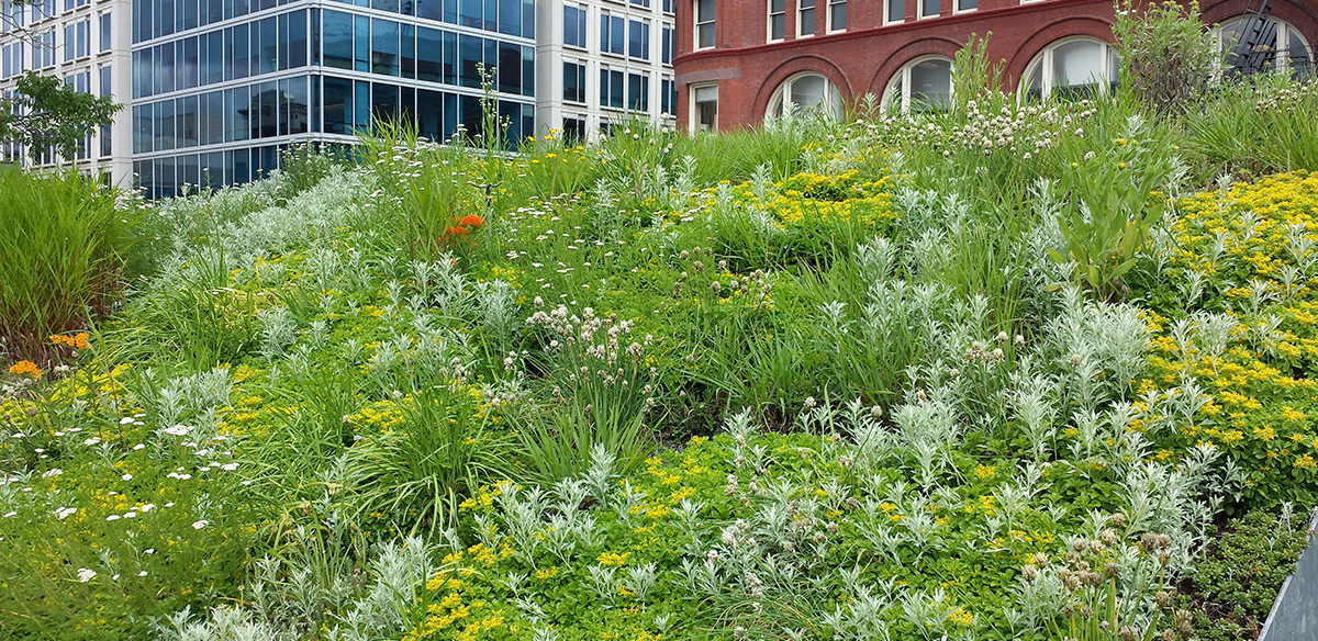 Clumps of green and red green roof plants with other city buildings visible in the background