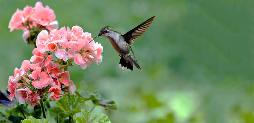 Hummingbird sucking nectar from a pink flower