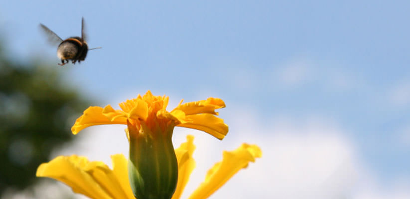 Bee flying toward a yellow flower