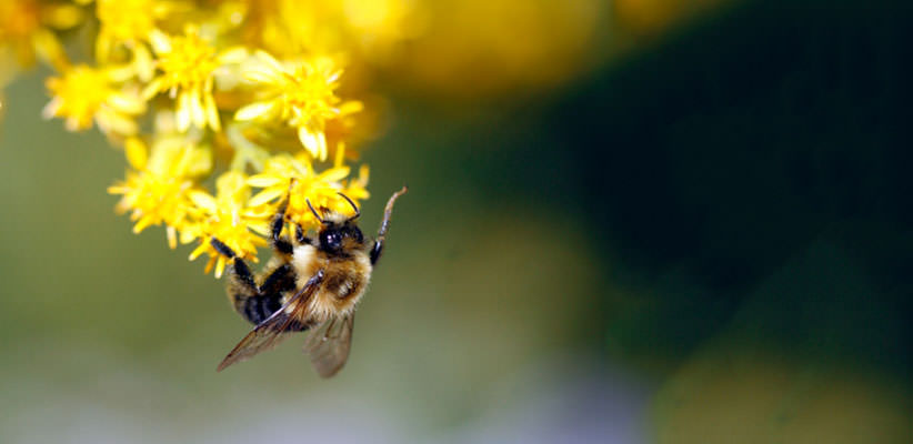 Bee hanging from a small yellow flower