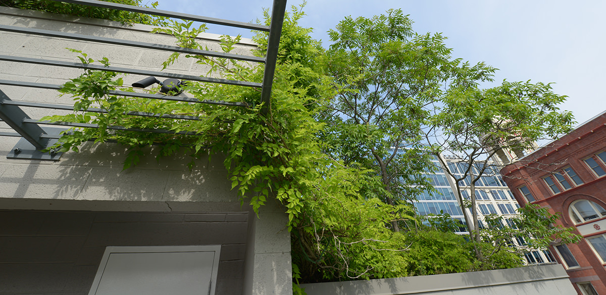 Dark green green roof plants with other buildings visible in the background