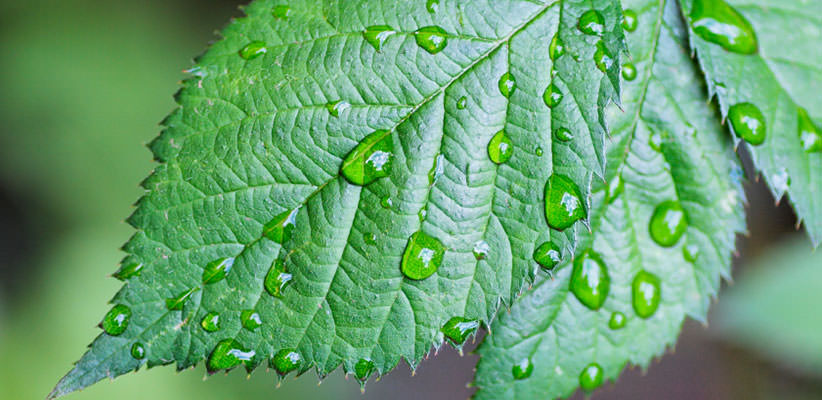 Close-up photo of a leaf with water droplets on it