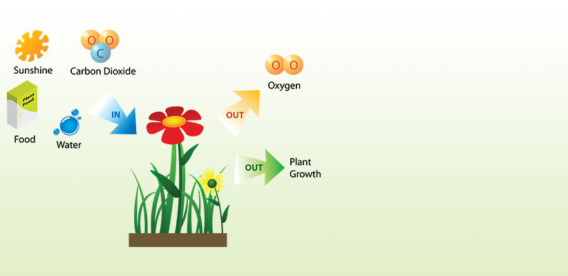 Illustration of carbon dioxide, sunshine, water, and food going into a flower and causing it to grow and release oxygen into the air