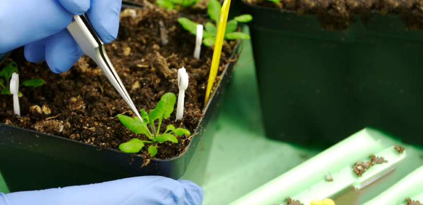 Gloved hands holding up a small potted plant and using a pair of tweezers on it
