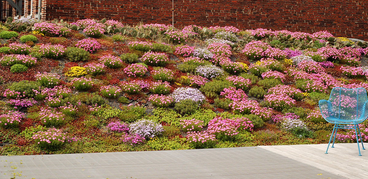 Green roof plants — clumps of green peppered with pink flowers — and other buildings visible in the background