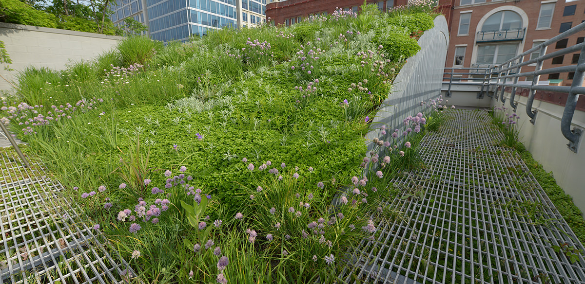 Green roof from the perspective of a walkway with a white brick wall to the left as well as another building visible in the background