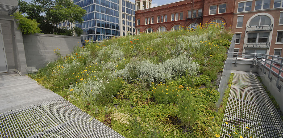 Patches of green plants with yellow flowers on a green roof with another building visible in the background