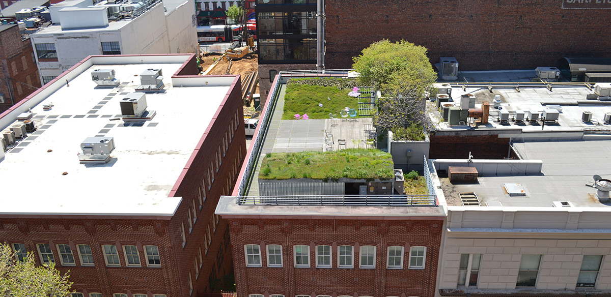 Multi-level green roof with dark and pale green/brown plants and a walkway, with a parking lot and other buildings visible in the background