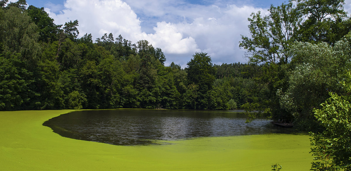A stream running through a forest that has turned green from algae overgrowth