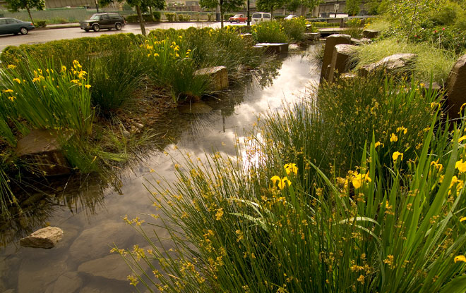 Rain Garden at the Oregon Convention Center | The Landscape Architect’s